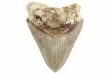 Serrated, Fossil Megalodon Tooth - Indonesia #214975-1